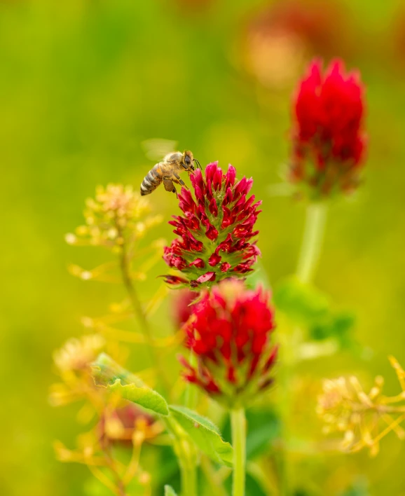 a bee sitting on top of a red flower, by Adriaen Hanneman, pexels contest winner, happening, clover, print ready, multicoloured, panel