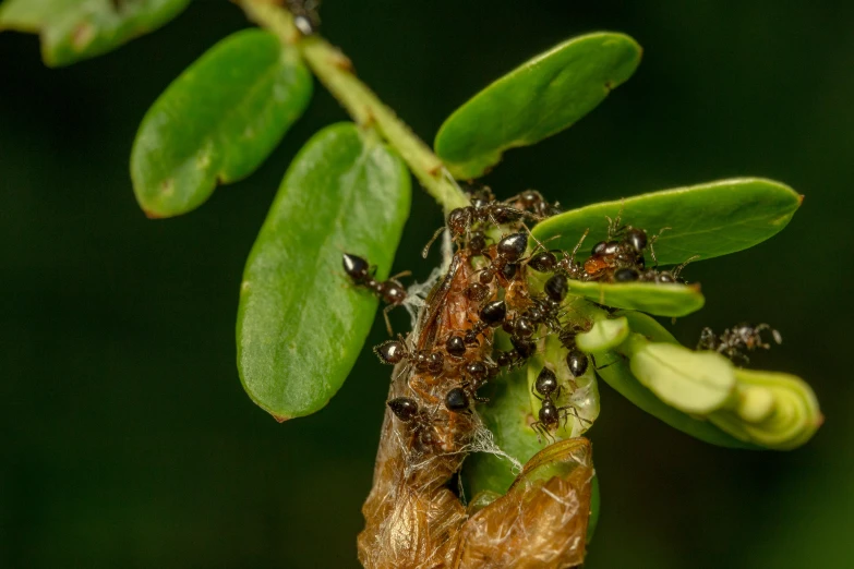 a close up of a plant with many bugs on it, by Robert Brackman, ant, eating rotting fruit, myrtle, thumbnail
