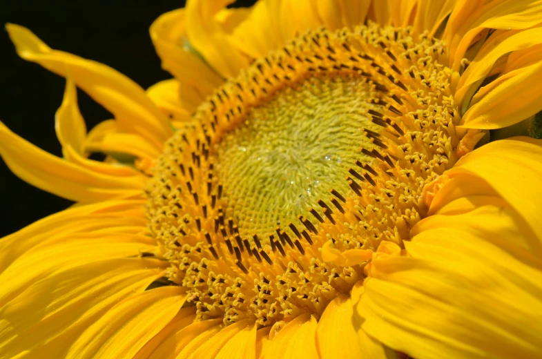 a close up of a sunflower with a black background, by Jan Rustem, fan favorite, intricate details photograph, yellow eye, delightful surroundings