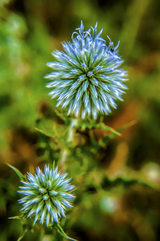 a close up of a plant with blue flowers, a macro photograph, by Jan Rustem, spiky, green, fine art photograph, mint