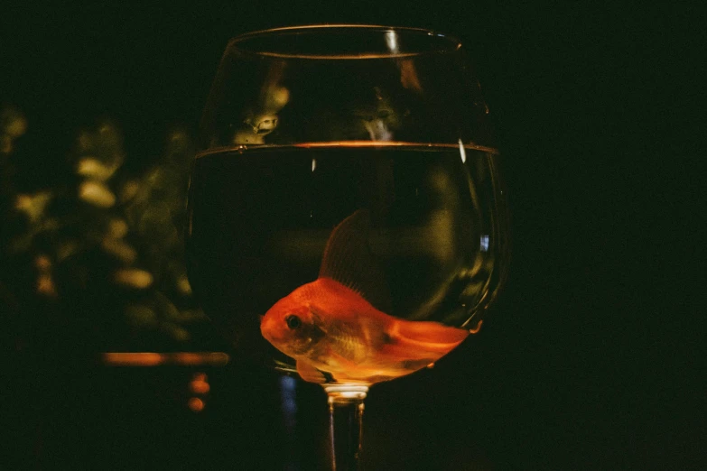 a glass of wine with a fish in it, pexels contest winner, out in the dark, goldfish, understated aesthetic, 🦩🪐🐞👩🏻🦳