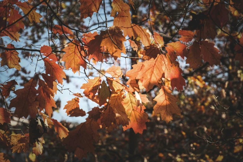 a bunch of leaves that are hanging from a tree, by Emma Andijewska, pexels, autumn colour oak trees, thumbnail, brown, shot on sony a 7