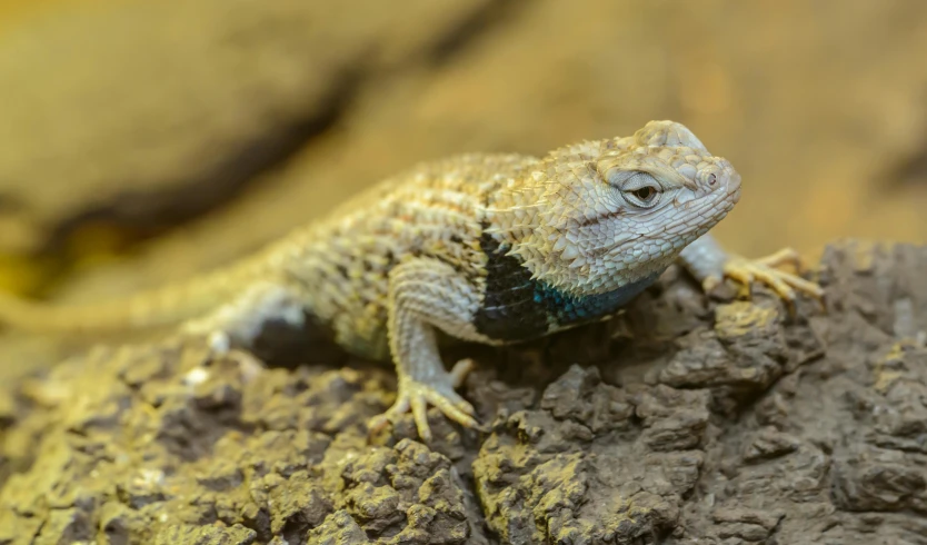 a close up of a lizard on a rock, a portrait, trending on pexels, hurufiyya, white cyan, australian, indoor picture, various posed