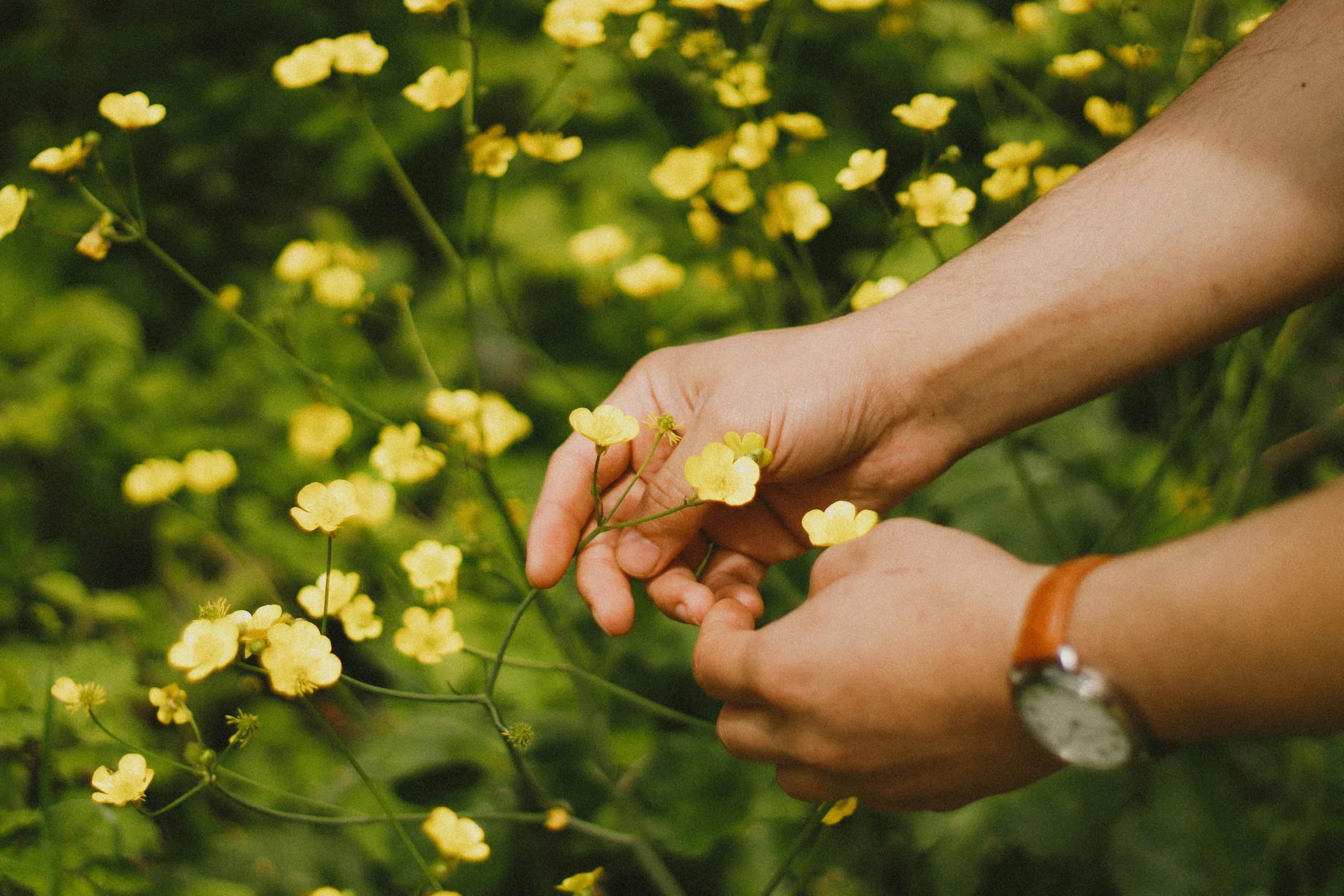 a person holding a yellow flower in their hand, by Emma Andijewska, pexels, gypsophila, botanical herbarium, holding hands, lush surroundings