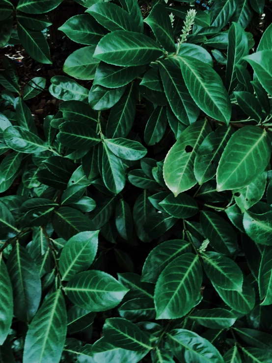 a fire hydrant sitting on top of a lush green plant, an album cover, inspired by Elsa Bleda, trending on pexels, hurufiyya, big leaves, jungle camo, green: 0.5, trending on