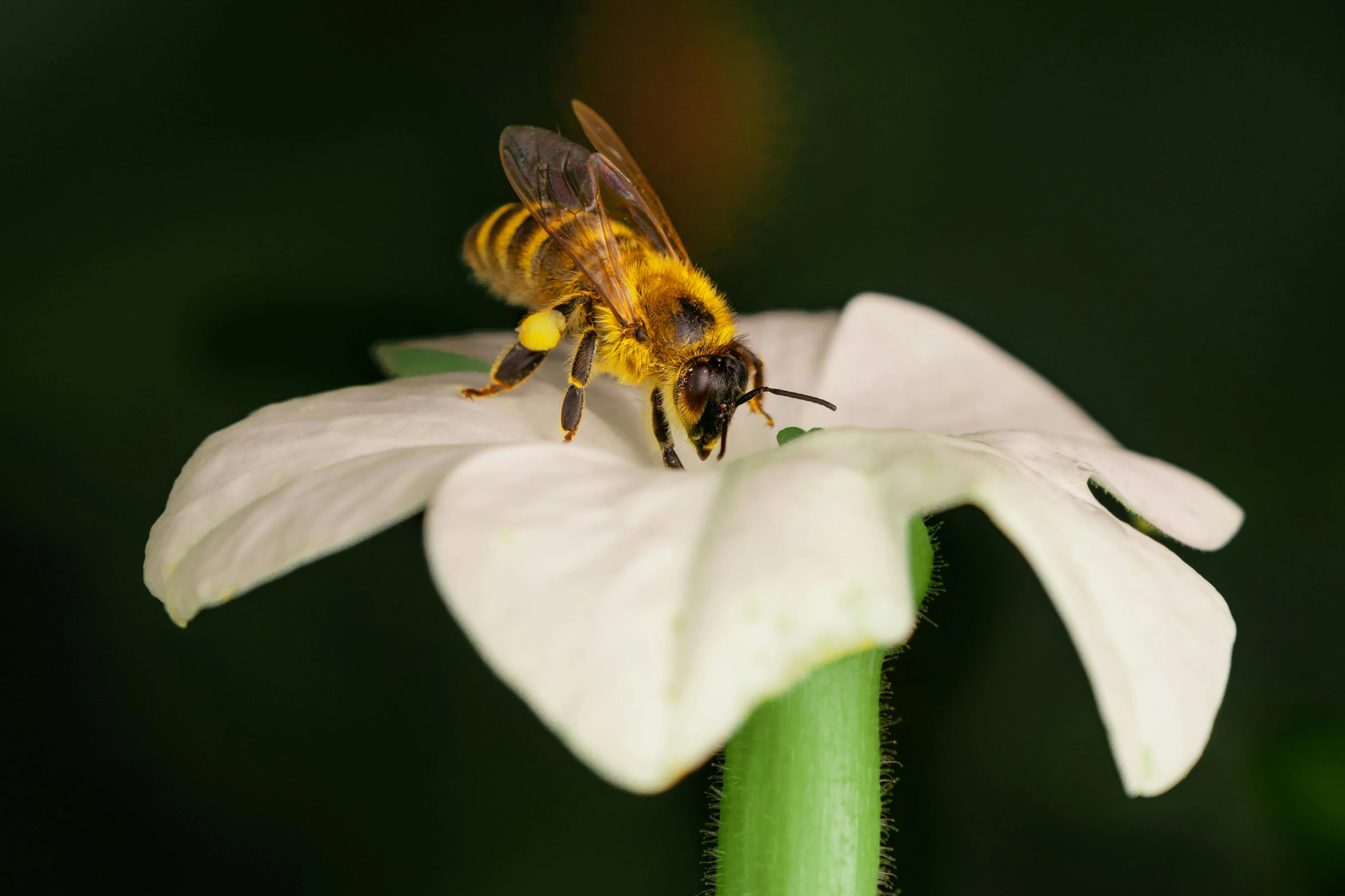 a bee sitting on top of a white flower, slide show, jen atkin, high resolution image