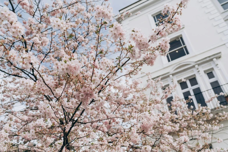 a tree with pink flowers in front of a white building, by Emma Andijewska, unsplash, in london, 🎀 🍓 🧚, 3 are spring, background image