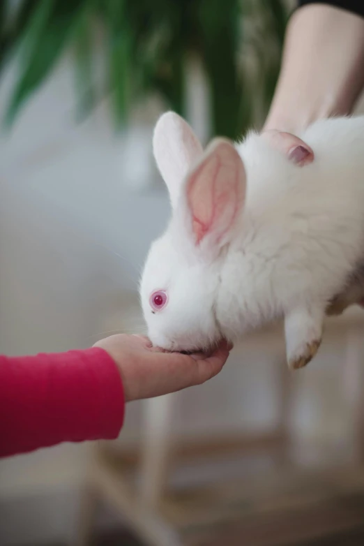a white rabbit sitting on top of a person's hand, pink nose, up close, uncrop, pale - skinned