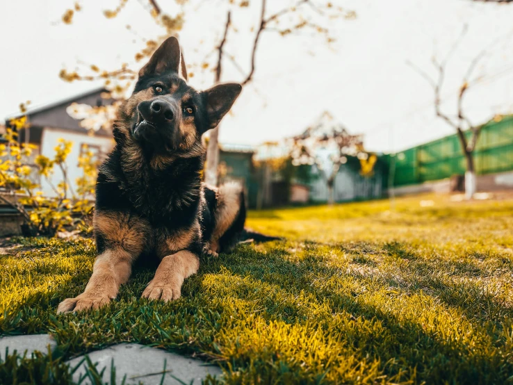 a dog that is laying down in the grass, by Niko Henrichon, pexels contest winner, german shepherd, clear and sunny, cinematic view from lower angle, in the yard