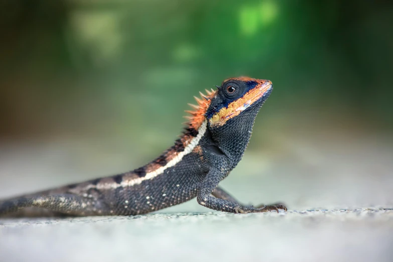 a lizard that is sitting on the ground, an album cover, trending on pexels, dragon scales across hairline, australian, black, ember