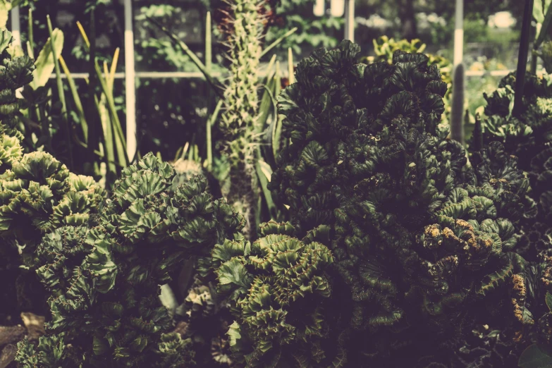 a bunch of broccoli sitting on top of a table, a photo, inspired by Elsa Bleda, unsplash, visual art, tree ferns, in bloom greenhouse, retro stylised, bromeliads