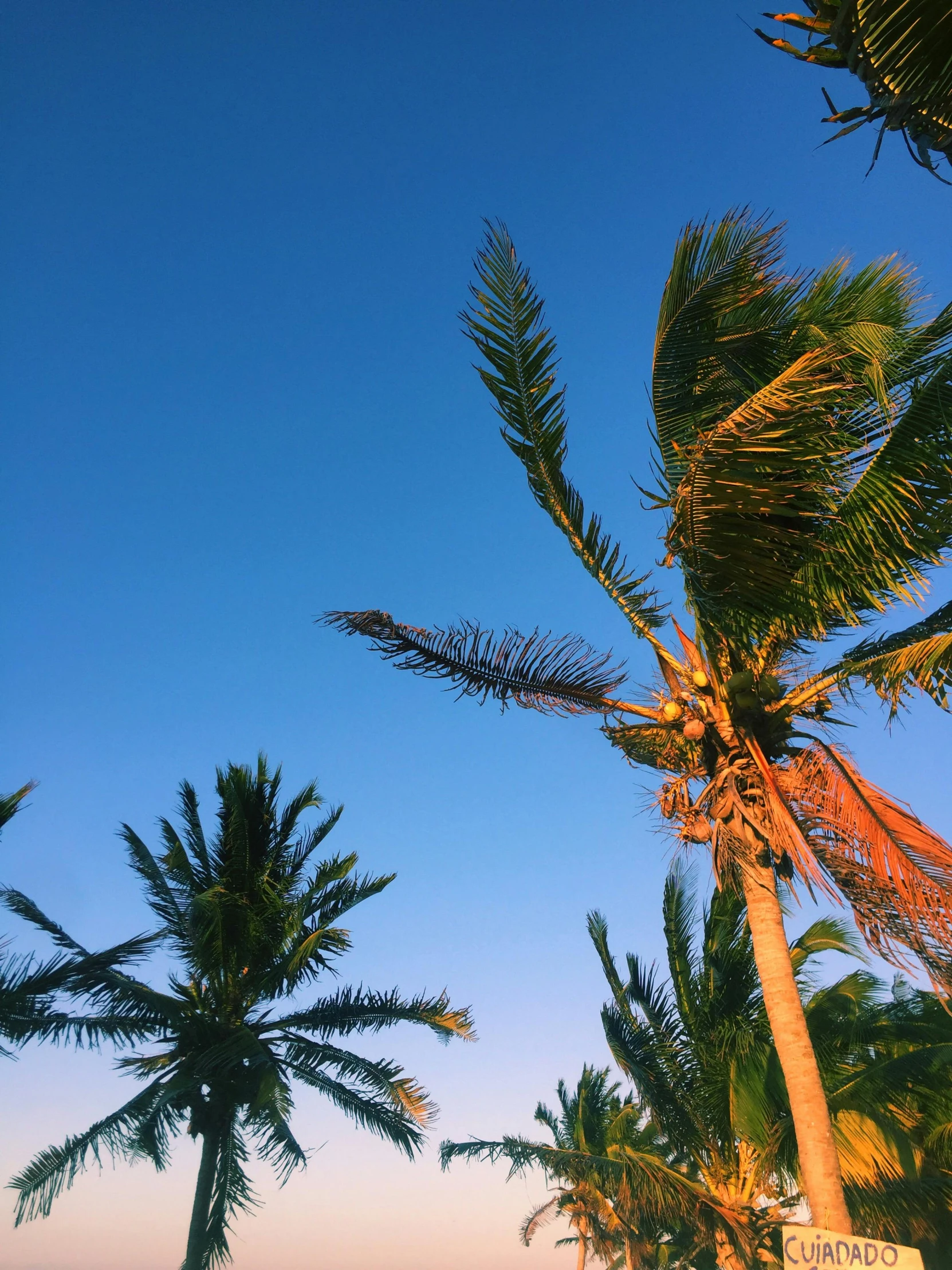 a number of palm trees near a body of water, blue sky at sunset, camera angle from below, bali, instagram picture