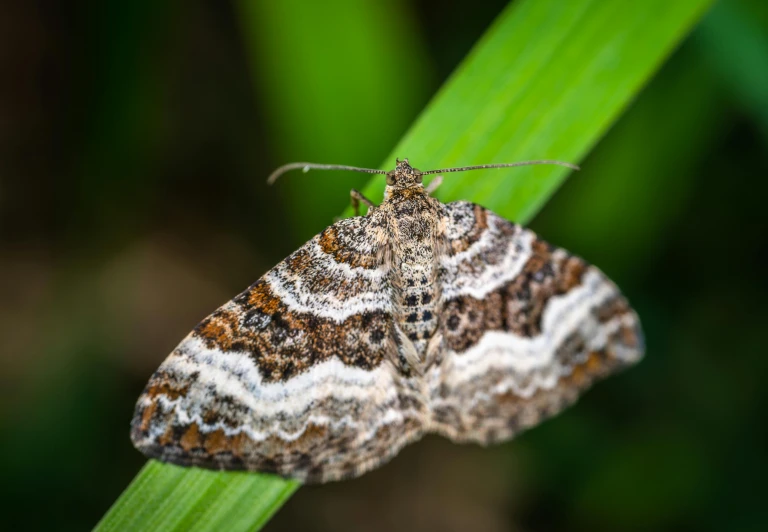 a close up of a moth on a leaf, a stipple, pexels contest winner, hurufiyya, on a green lawn, high-resolution photo, ornamental, brown