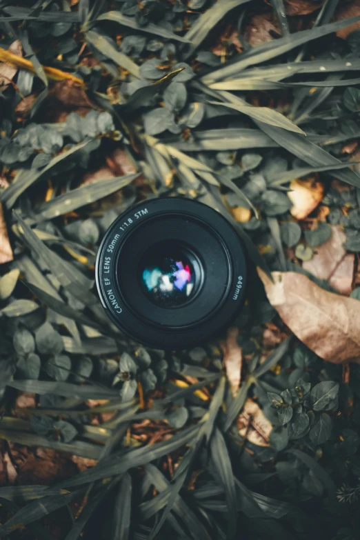 a camera sitting on top of a pile of leaves, zoom lens, top selection on unsplash, portrait photo, super wide lens