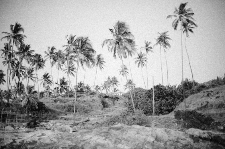 a black and white photo of palm trees, by Lucas Vorsterman, sri lankan landscape, style of castaway ( film ), rocks, lowres