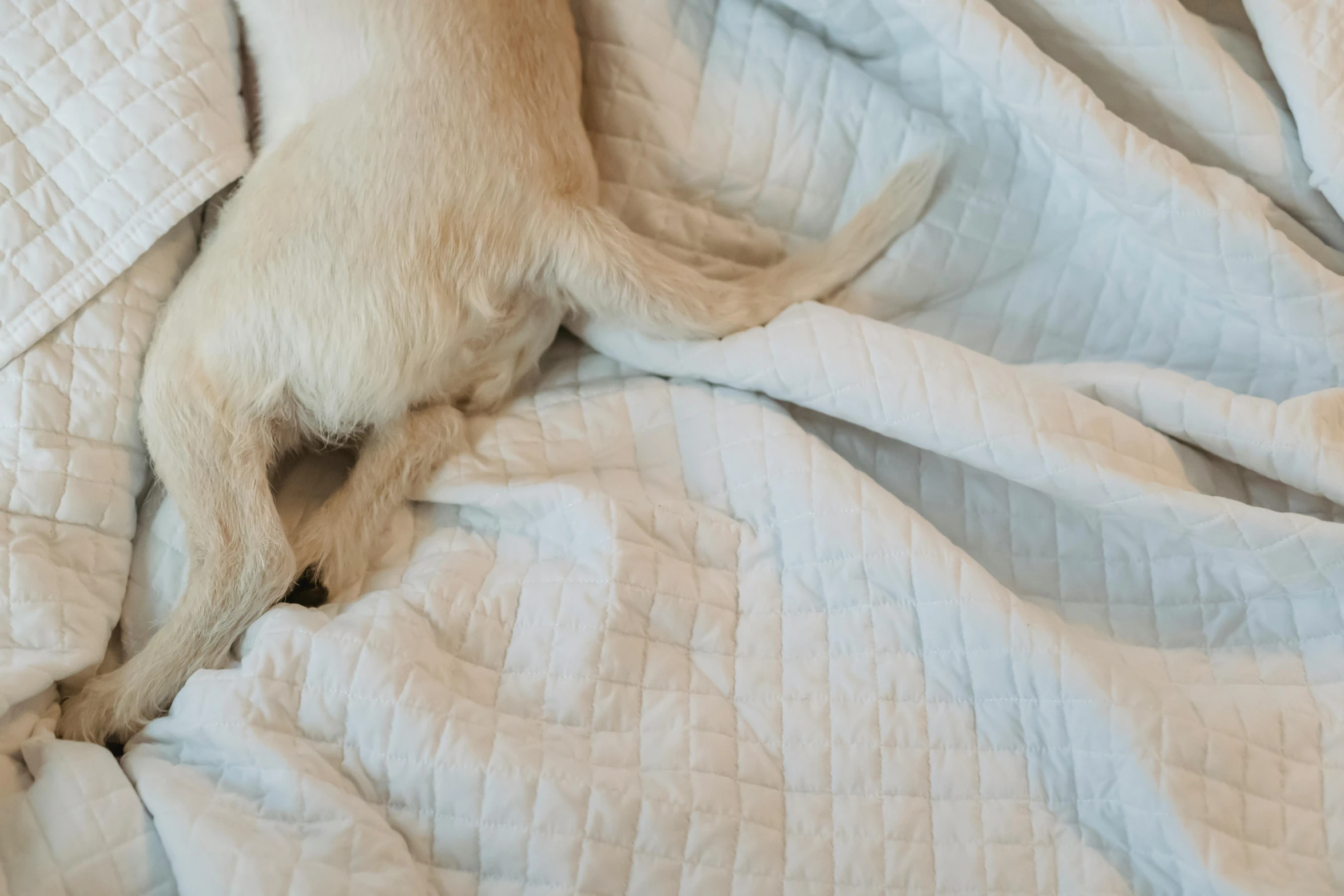 a dog laying on top of a bed covered in a blanket, happening, very pale, thumbnail, high angle close up shot, quilt