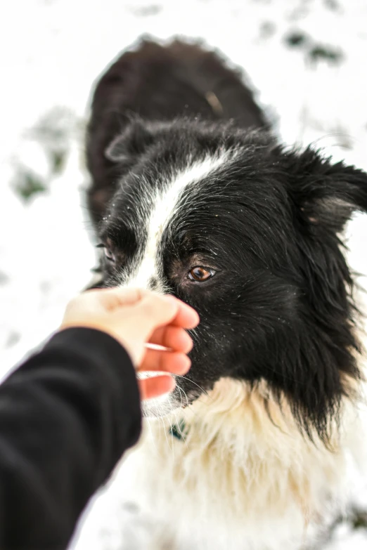 a person petting a black and white dog in the snow, by Jan Tengnagel, pexels contest winner, having a snack, with a white nose, dynamic closeup, nordic