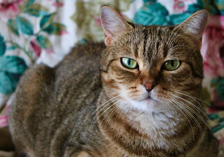 a close up of a cat sitting on a couch, a portrait, by Julia Pishtar, unsplash, fan favorite, instagram post, cat on the table, annoyed