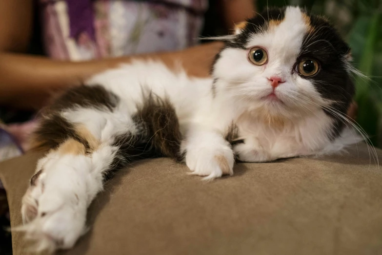 a close up of a cat laying on a couch, trending on pexels, renaissance, calico, scottish fold, shocked, persian princess