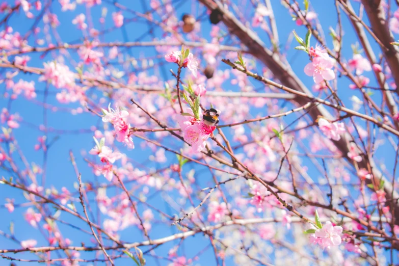 a pink flowered tree with a blue sky in the background, by Julia Pishtar, pexels, bee, with fruit trees, nezha, instagram picture