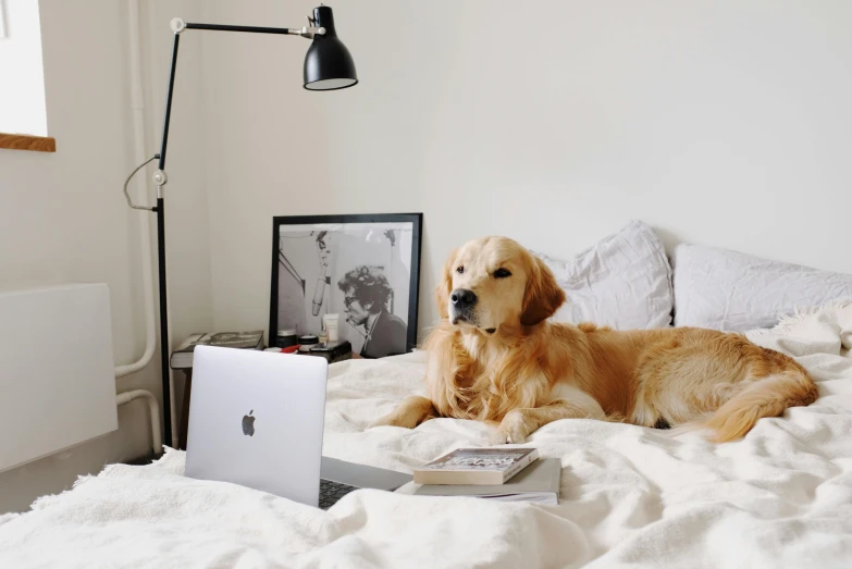 a dog laying on a bed next to a laptop, by Carey Morris, pexels contest winner, golden retriever, decoration, bedhead, highly polished