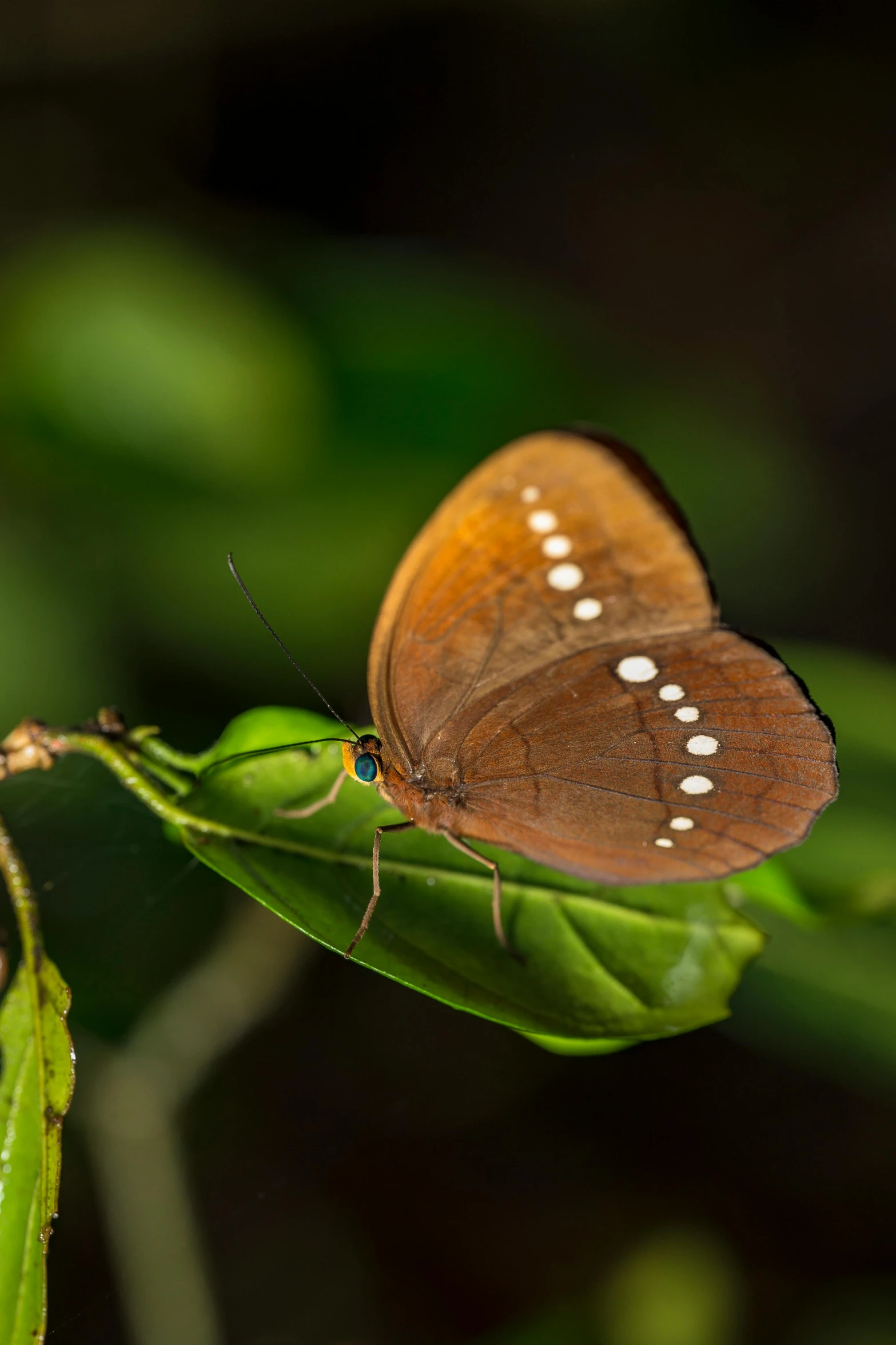 a brown butterfly sitting on top of a green leaf, paul barson, no cropping, amazonian, small