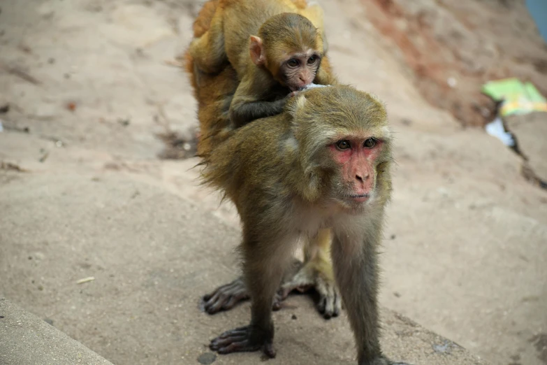 a couple of monkeys standing next to each other, over-shoulder shot, ap news, fan favorite, india