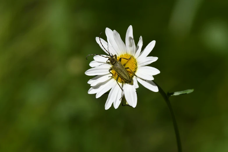 a bug sitting on top of a white flower, by Andries Stock, pexels contest winner, yellow, pyromallis, slide show, summer day