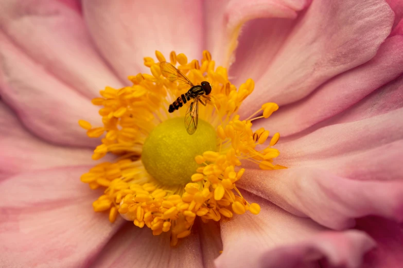 a bee sitting on top of a pink flower, inspired by Jane Nasmyth, pexels contest winner, yellow, anemone, intricate wasp, desktop wallpaper