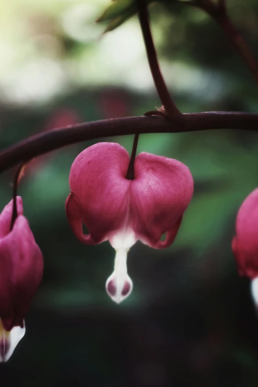 a close up of a plant with pink flowers, several hearts, hanging upside down, paul barson, red hoods