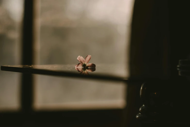 a flower sitting on top of a table next to a window, unsplash, studio medium format photograph, brown, faded pink, clover