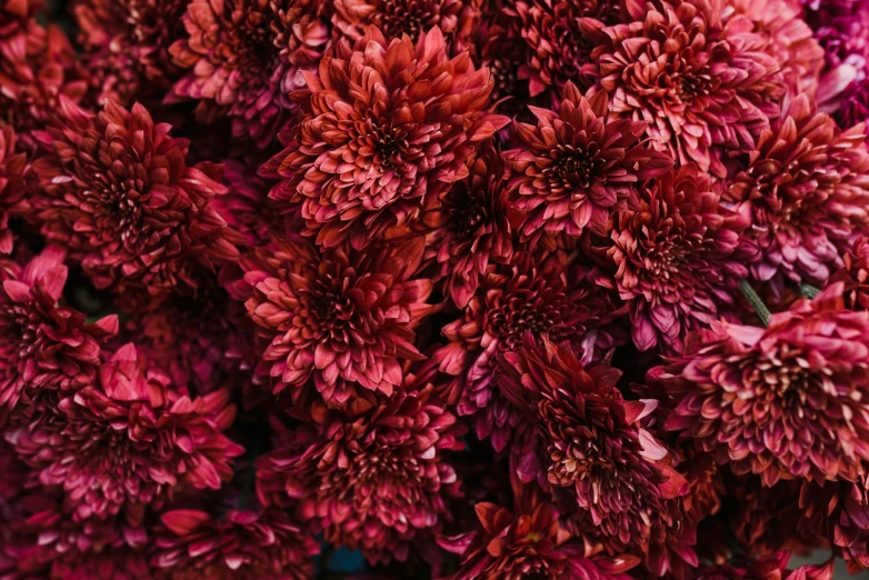 a close up of a bunch of red flowers, by Carey Morris, pexels, baroque, chrysanthemum eos-1d, maroon metallic accents, autumnal, intricate hyperdetail macrophoto