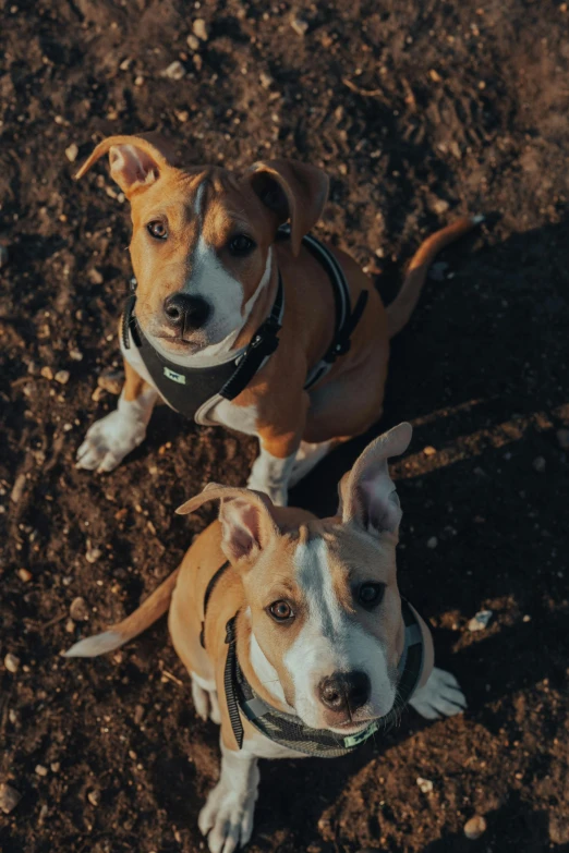 a couple of dogs sitting on top of a dirt field, pexels contest winner, renaissance, pitbull, high angle close up shot, instagram post, walking towards camera