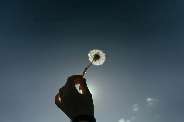 a person holding a dandelion in front of the sun, pexels contest winner, minimalism, clear blue skies, shot on hasselblad, 15081959 21121991 01012000 4k, soft backlight