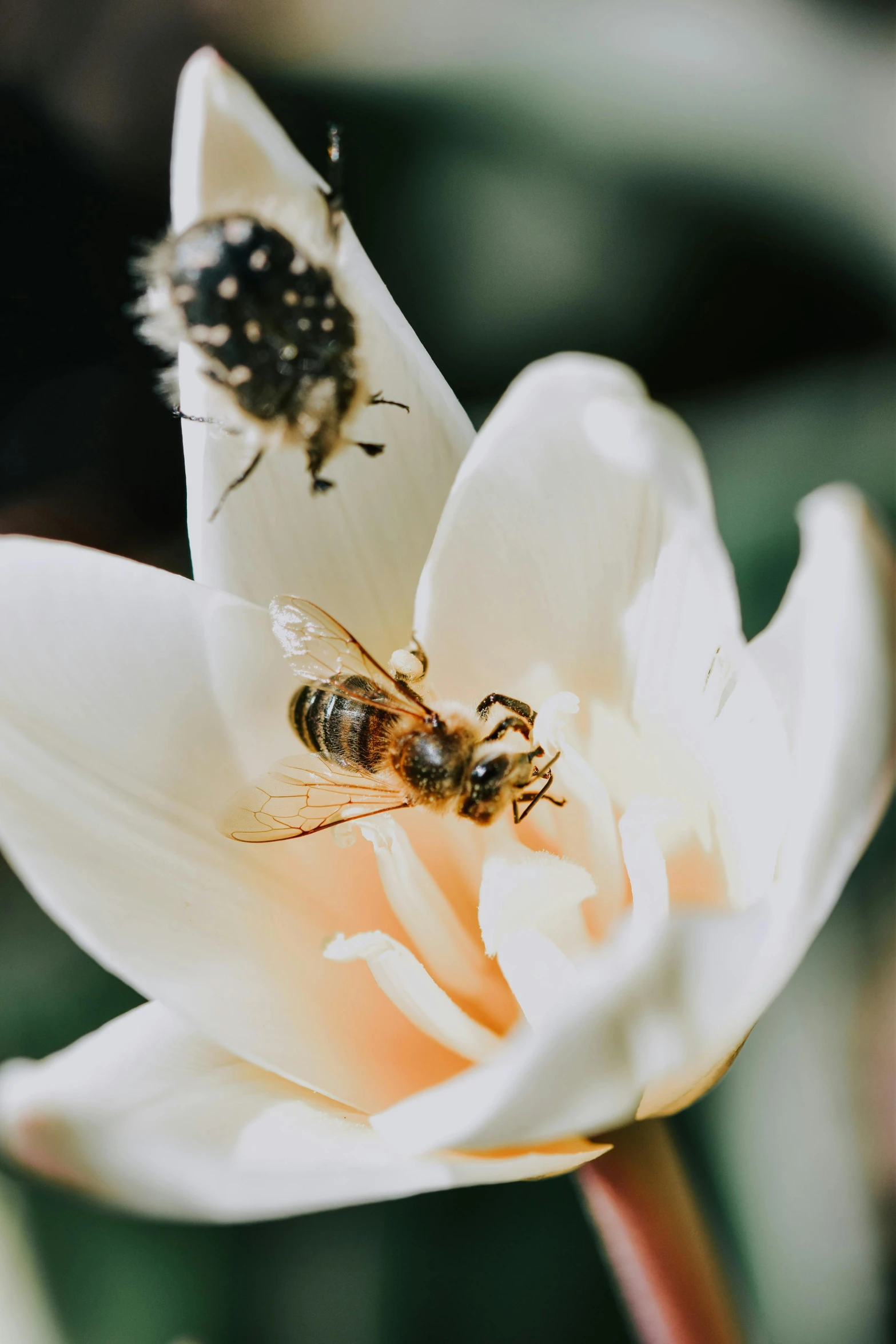 a couple of bees sitting on top of a white flower, slide show, uncrop