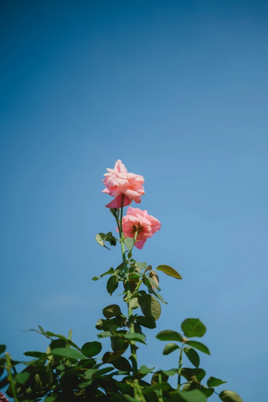 a pink rose in front of a blue sky, by Niko Henrichon, unsplash, medium format. soft light, tall flowers, cloudless blue sky, color photograph