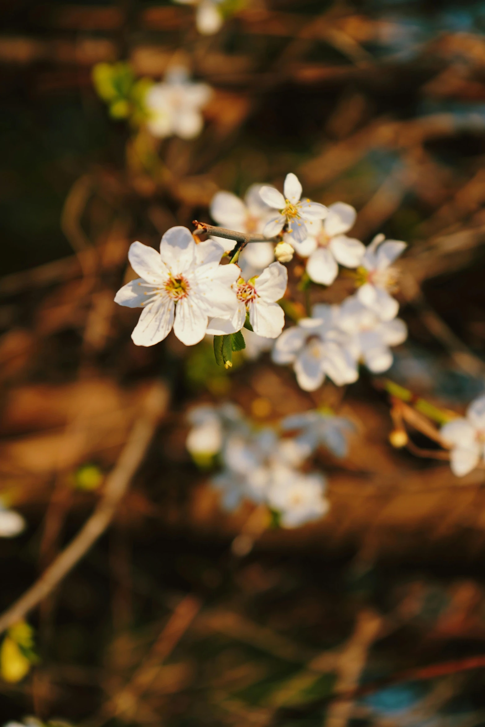 a bunch of white flowers sitting on top of a tree, evening sunlight, close - up photograph, shot on sony a 7, album