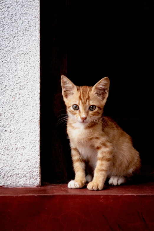 a close up of a cat sitting on a ledge, by Peter Churcher, portrait of a kitten, leaning on door, as photograph, small