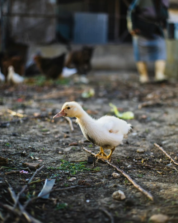 a small white duck standing on top of a dirt field, outside in a farm, jen atkin, journalism photo, transgender