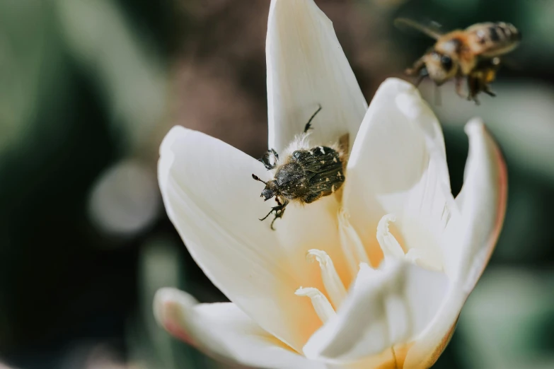 a close up of a flower with a bee on it, by Carey Morris, pexels contest winner, renaissance, magnolia, 🦩🪐🐞👩🏻🦳, grey, small bees following the leader