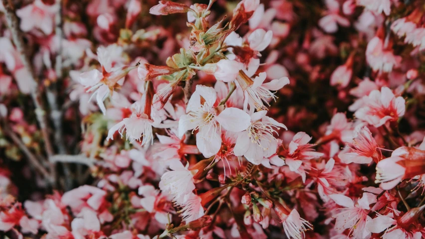 a close up of a bunch of pink flowers, by Carey Morris, trending on unsplash, falling cherry blossom pedals, red brown and white color scheme, manuka, background image