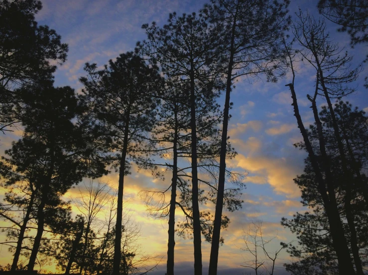 a group of trees that are standing in the grass, by Carey Morris, unsplash, romanticism, arrendajo in avila pinewood, evening sky, as seen from the canopy, ((trees))