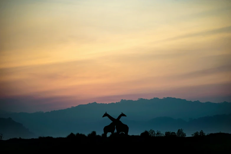 a couple of giraffe standing on top of a lush green field, pexels contest winner, romanticism, silhouette over sunset, fine art print, two mountains in background, national geographic photo