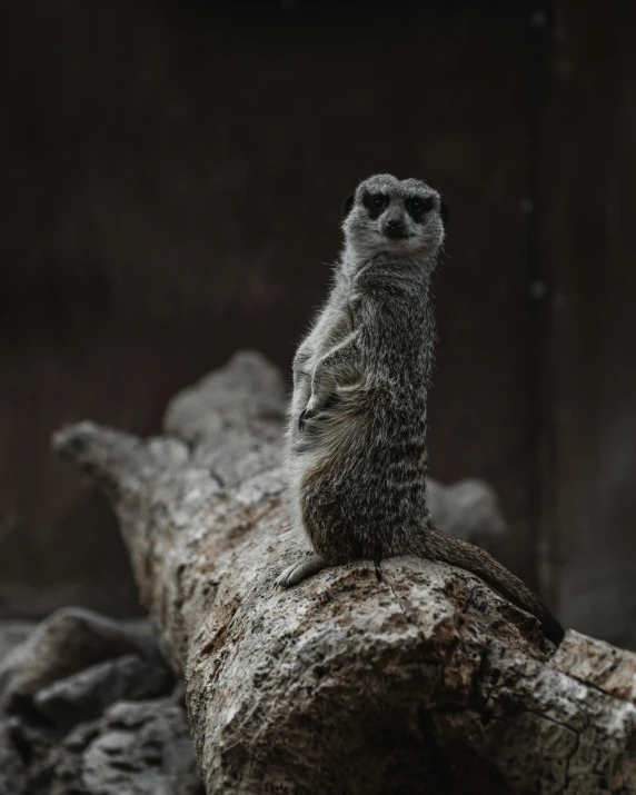 a close up of a small animal on a log, pexels contest winner, standing tall, museum quality photo, blank stare, gif