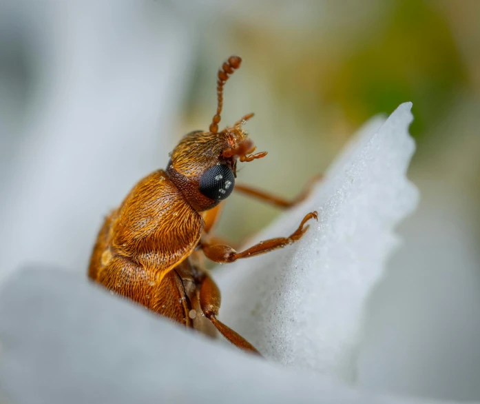 a brown bug sitting on top of a white flower, a macro photograph, by Matthias Weischer, pexels contest winner, cold snow outside, rhino beetle, closeup 4k, cinnamon skin color