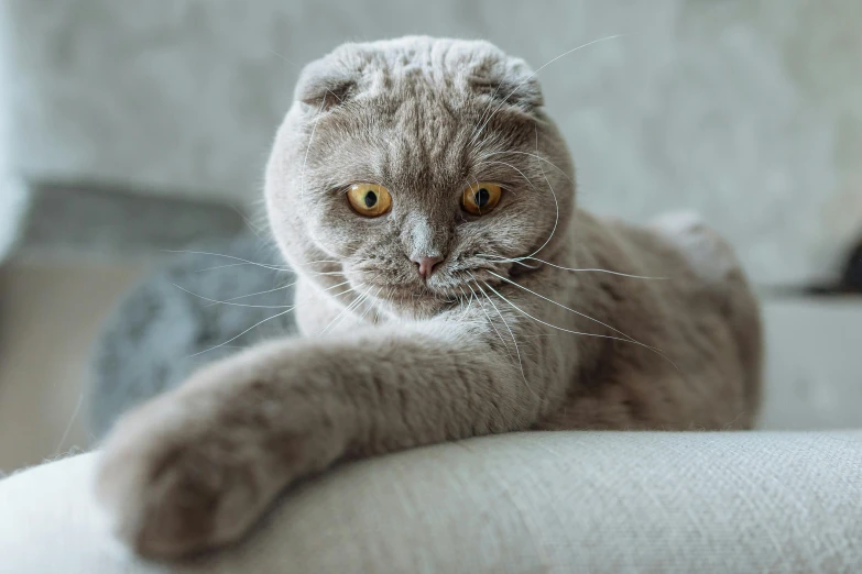 a close up of a cat laying on a couch, trending on pexels, arabesque, scottish fold, looking furious, lop eared, instagram post