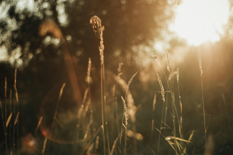 a field with tall grass and trees in the background, a picture, unsplash, romanticism, golden sunlight, cottagecore, slight bokeh, instagram post