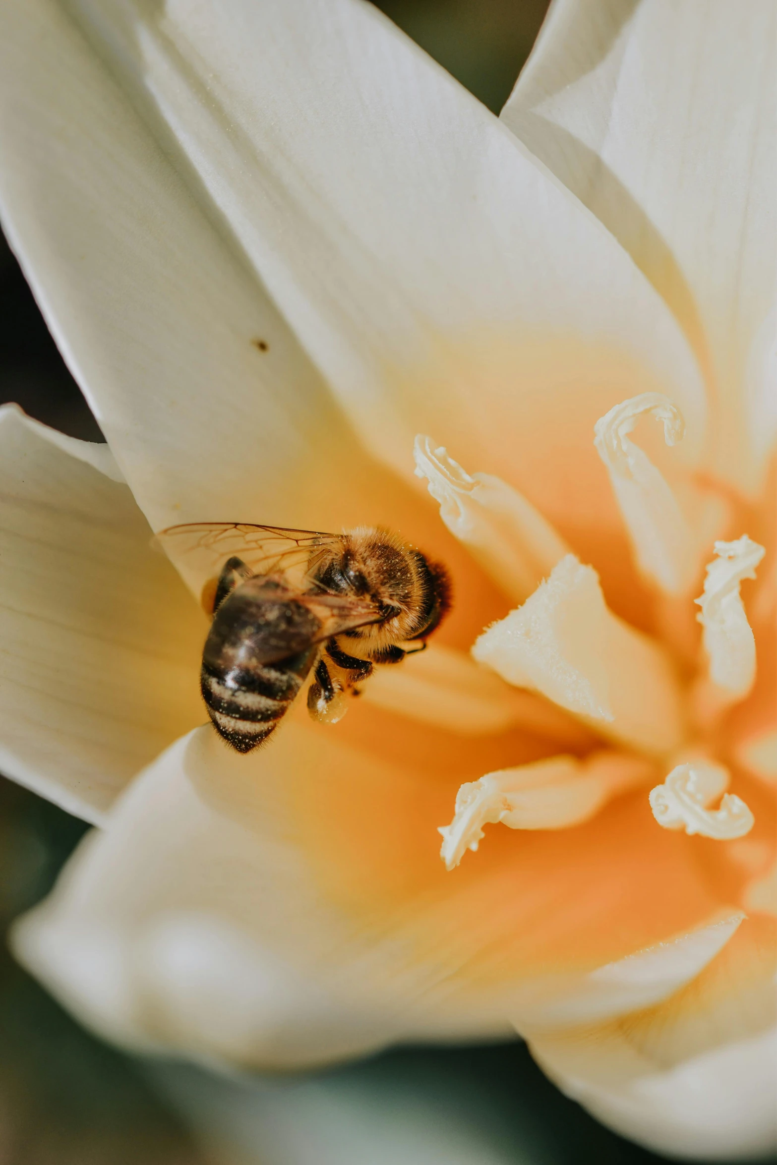 a bee sitting on top of a white flower, slide show