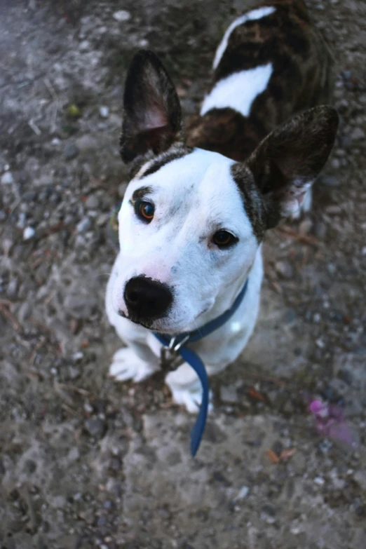 a dog that is looking up at the camera, white freckles, from the front, adopt, !female
