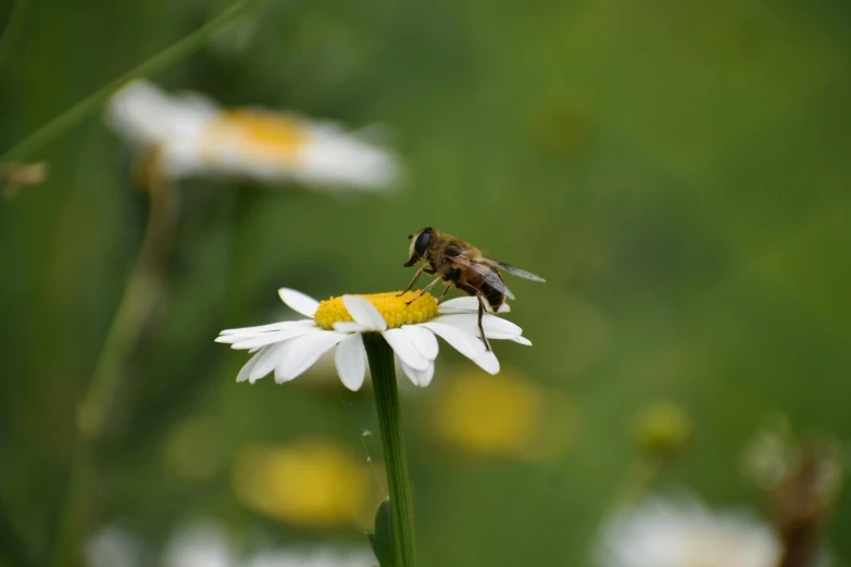 a bee sitting on top of a white flower, by Peter Churcher, pexels, fan favorite, paul barson, daisy, brown